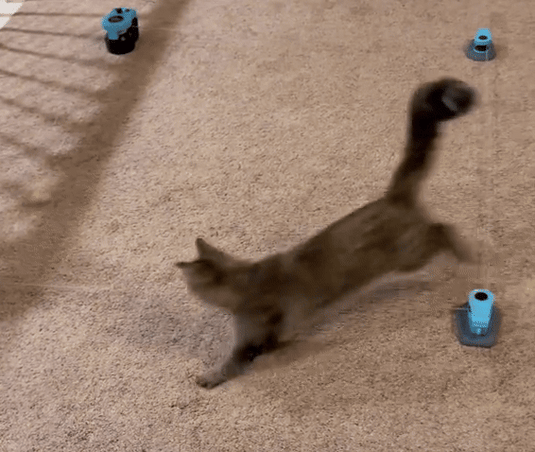 PawMotion™