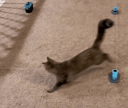 PawMotion™